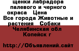 щенки лабрадора палевого и черного окраса › Цена ­ 30 000 - Все города Животные и растения » Собаки   . Челябинская обл.,Копейск г.